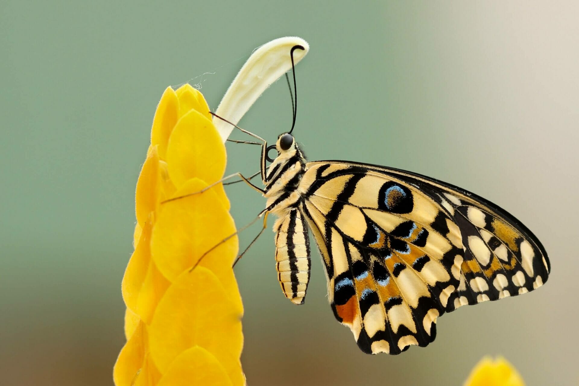 Cum să generezi un butterfly effect